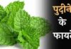 Benefits of Peppermint in Hindi